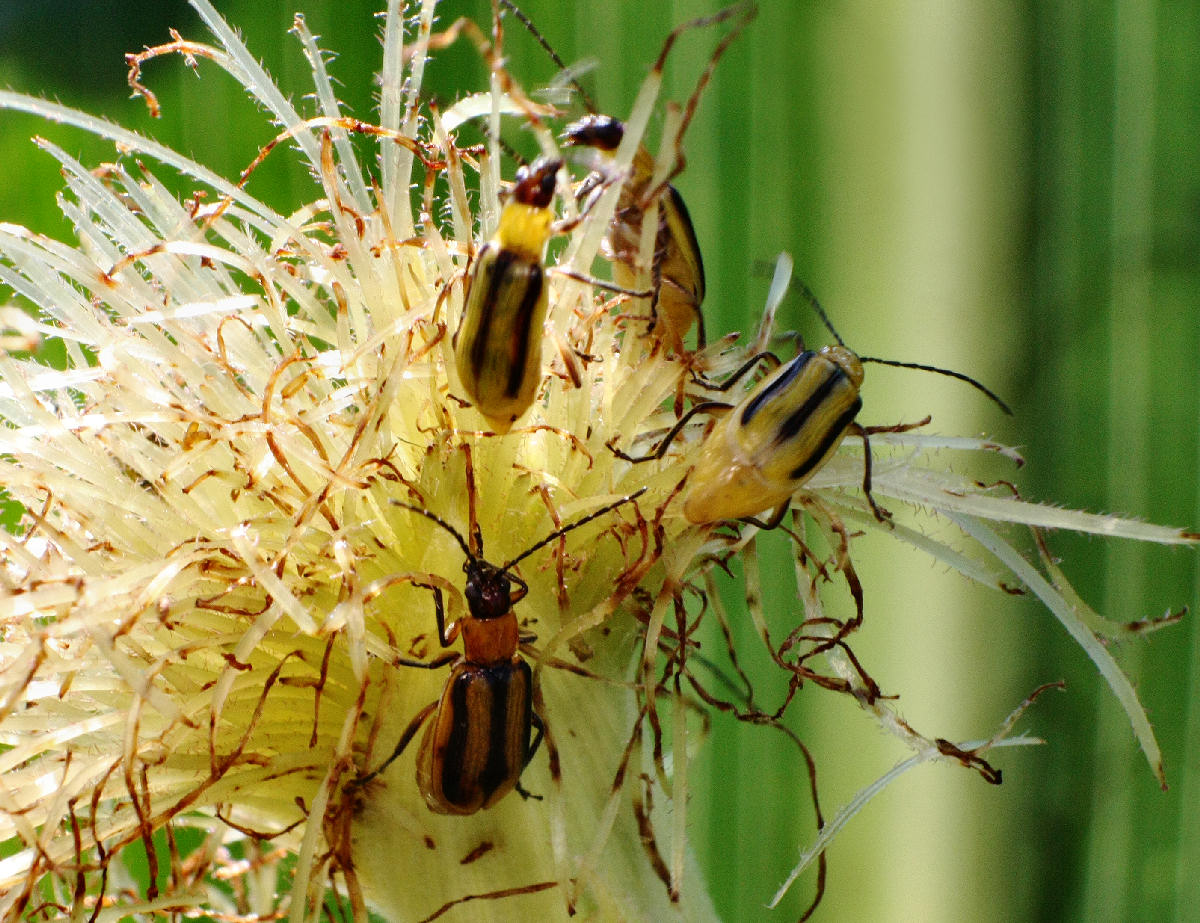 Diabrotica virgifera